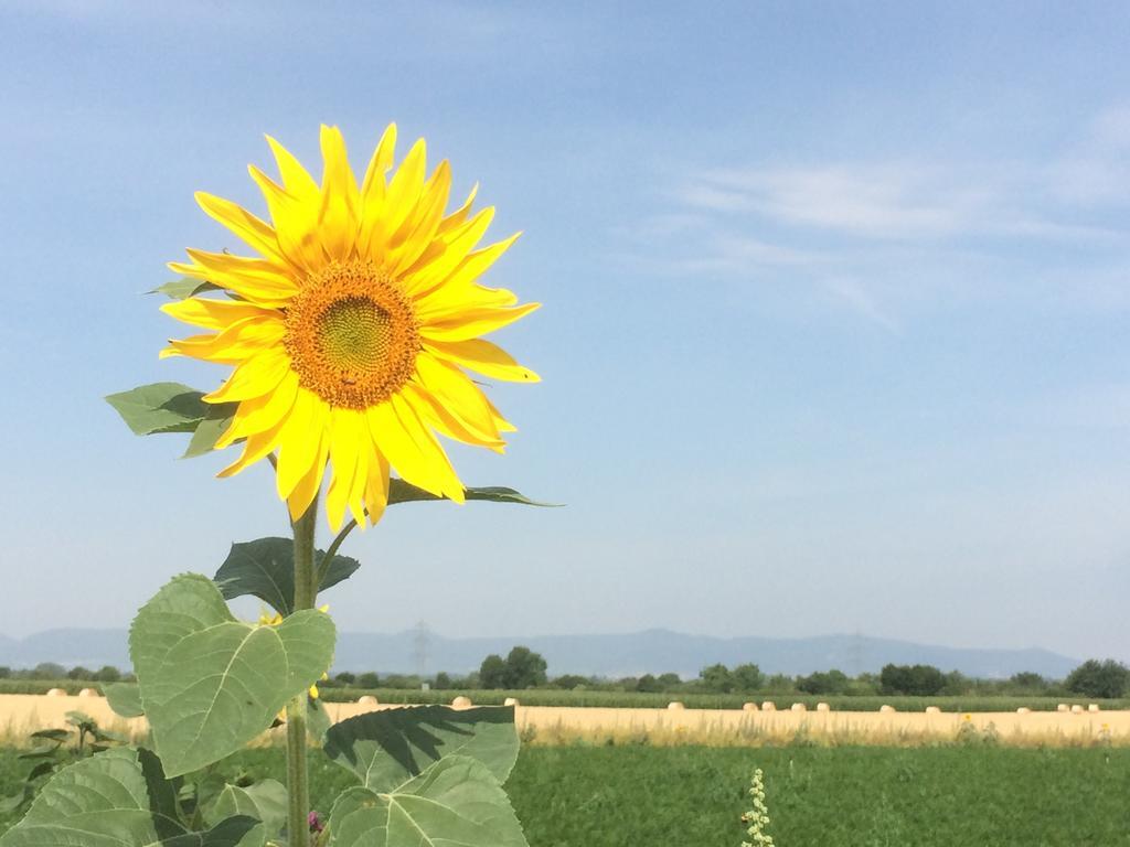 Alte Heimat Apartment Schwegenheim ภายนอก รูปภาพ