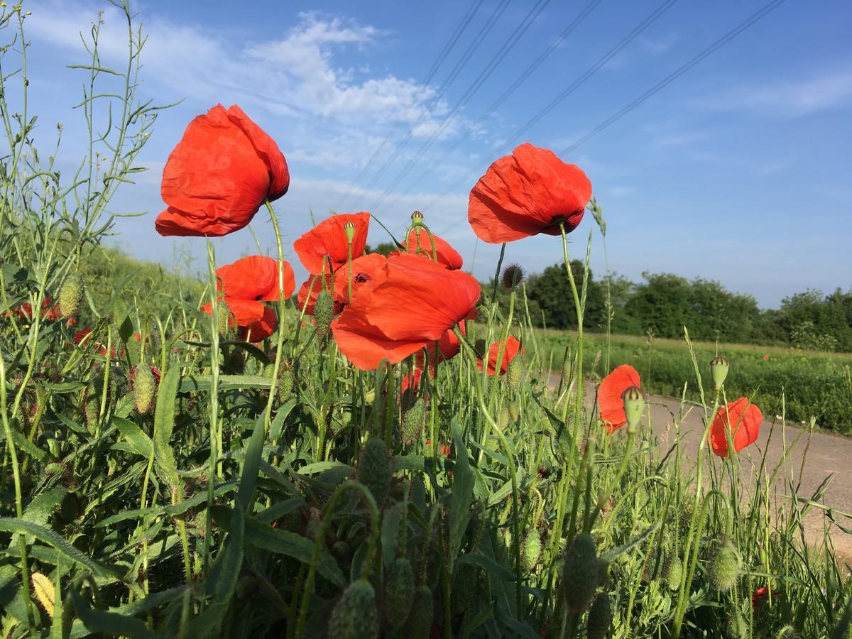 Alte Heimat Apartment Schwegenheim ภายนอก รูปภาพ